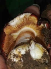 Russula vinacea