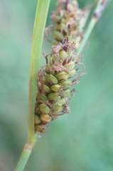 Carex flacca serrulata