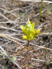 Orthocarpus barbatus