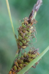 Carex flacca serrulata