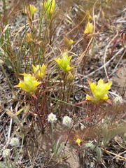 Orthocarpus barbatus