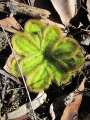 Drosera collina