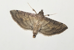 Spilomelini