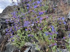 Penstemon pruinosus