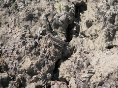 Trimerotropis species-a