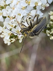 Cortodera