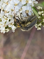 Cortodera
