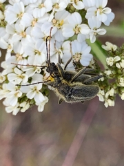 Cortodera