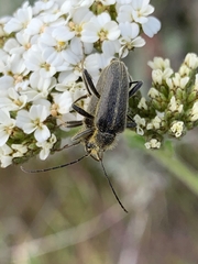 Cortodera