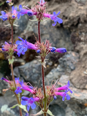 Penstemon pruinosus