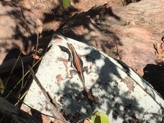 Tropidurus semitaeniatus