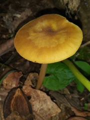 Pluteus chrysophaeus