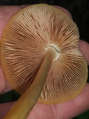 Pluteus chrysophaeus