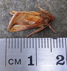 Plusia magnimacula