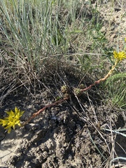 Sedum lanceolatum lanceolatum