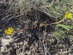 Sedum lanceolatum lanceolatum