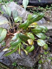 Acianthera
