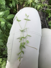 Stellaria calycantha