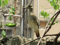 Burhinus senegalensis