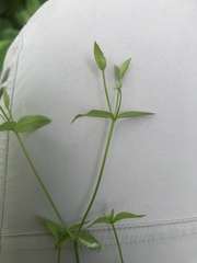 Stellaria calycantha