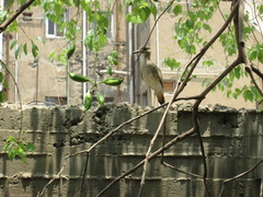 Burhinus senegalensis