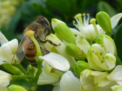 Apis mellifera