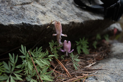 Dicentra pauciflora