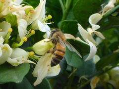 Apis mellifera