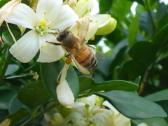 Apis mellifera
