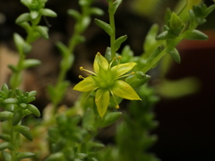 Sedum acre