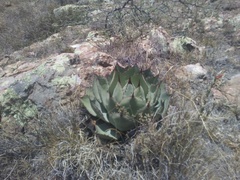 Agave parryi truncata