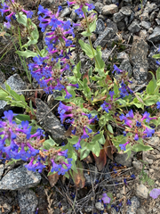 Penstemon pruinosus
