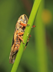 Takagia lugubris