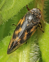 Takagia lugubris