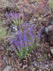 Penstemon pruinosus