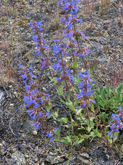 Penstemon pruinosus