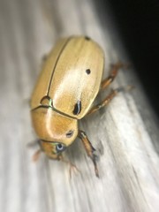 Pelidnota punctata