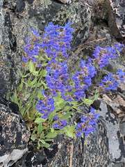 Penstemon pruinosus
