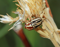 Cryptocephalus amatus