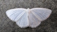 Protitame virginalis