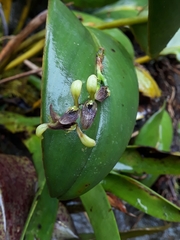 Acianthera