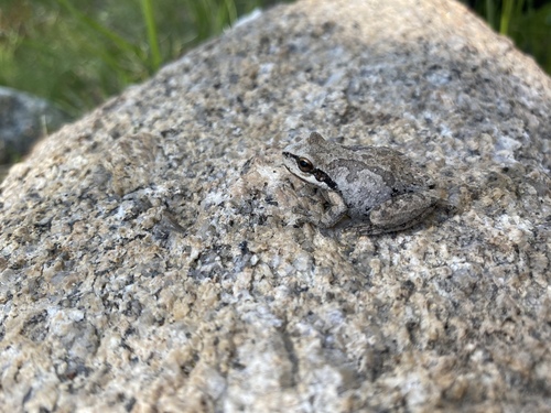 iNaturalist observation photo of Pacific chorus frog