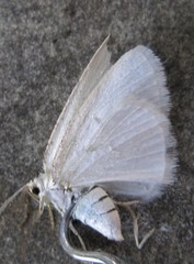 Protitame virginalis