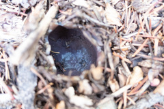 Sarcosphaera coronaria