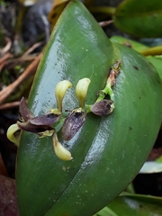 Acianthera