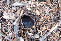 Sarcosphaera coronaria