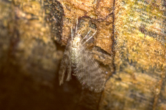 Nallachius americanus