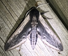 Sphinx drupiferarum