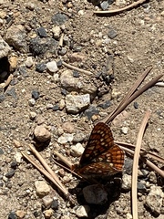 Euphydryas editha