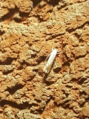 Phyllonorycter clemensella